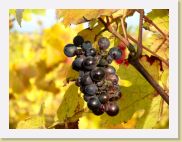 2006-10-21_16-22-50_octobre_200,0mm_1_50_eme_DiMAGE A2 * 2560 x 1920 * (874KB)